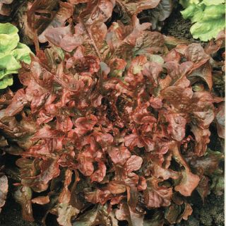 Red Salad Bowl Lettuce Thumbnail